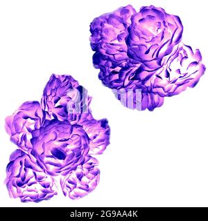 Rose violet bouquet de roses bouton illustration numérique ensemble pour projet d'espace de copie. Collection d'objets de style fluorescent roses florales d'été. Banque D'Images