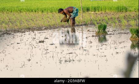 un agriculteur plantant du paddy dans sa terre agricole . Banque D'Images