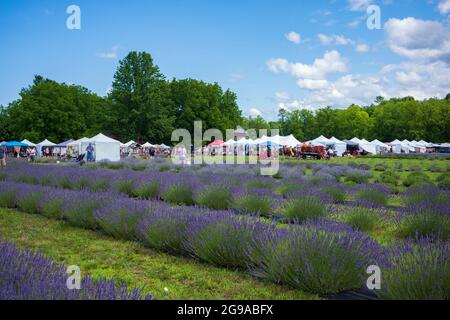 Red Creek, NY/USA - 10 juillet 2021 : les festivaliers assistent au New York Lavender Festival à la ferme de lavande d'Ol'Factory peu après la levée de la COVID par l'État de New York Banque D'Images