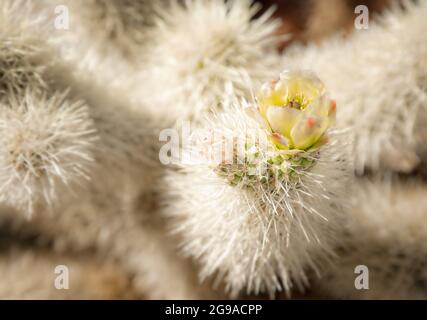 Gros plan d'un cactus à ours en peluche sur la route de la nature de la Jolla Cactus, dans le parc national de Joshua Tree en Californie Banque D'Images