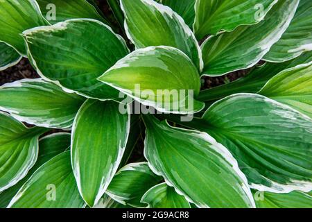 HostA laisse un fond de motif floral. Végétation luxuriante, vue de dessus. Banque D'Images