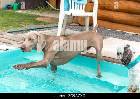 Le chien Weimaraner se reproduit au bord de la piscine. Chien de chasse dans le jardin. Chaude journée d'été au bord de la piscine. Banque D'Images