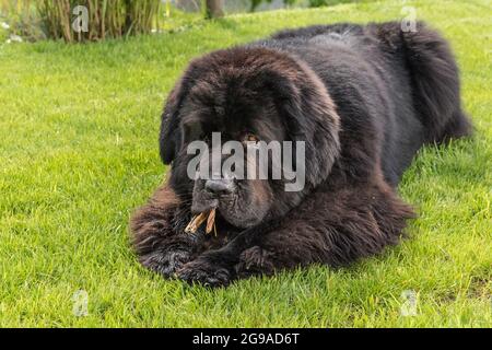 Le chien de Terre-Neuve se reproduit en plein air. Un gros chien sur un terrain vert mange une collation sèche. Chien à mâcher d'os Banque D'Images