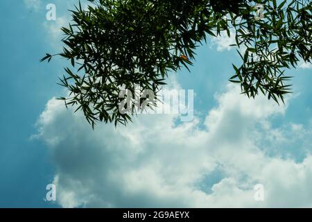 Feuilles de bambou vert au-dessus des nuages blancs dans le ciel bleu clair et foncé Banque D'Images