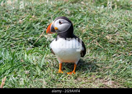 Puffin Bird - île de Lunga, îles Treshnish, île de Mull, Écosse Banque D'Images