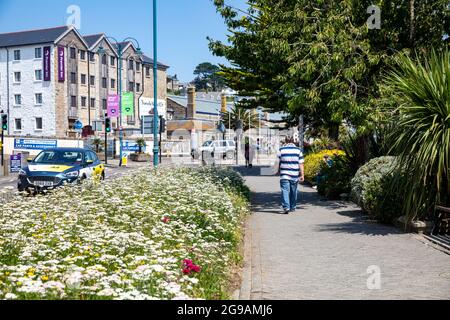 Palmiers et plantes en fleurs au soleil par le port de Penzance à Cornwall Banque D'Images