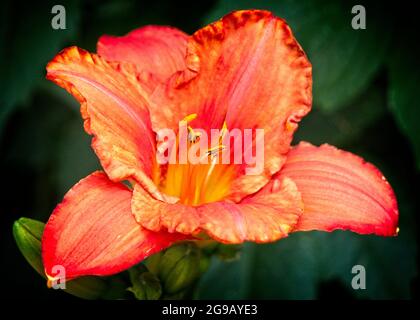 Orange Lily Calgary Zoo Alberta Banque D'Images