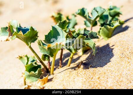 Plante d'Eryngium poussant sur les dunes de sable près de l'océan. Feuilles de pickle vert de la plante marine sur la plage, à proximité. Texture sablonneuse avec feuille épineuse. Cquestion Banque D'Images