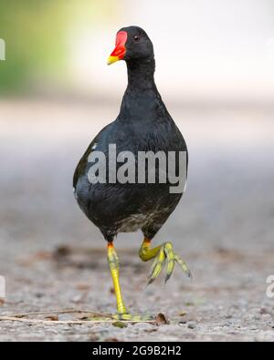 Moorhen (Gallinula Chloropus) marchant sur un chemin près d'un lac, Angleterre, Royaume-Uni. Portrait. Banque D'Images