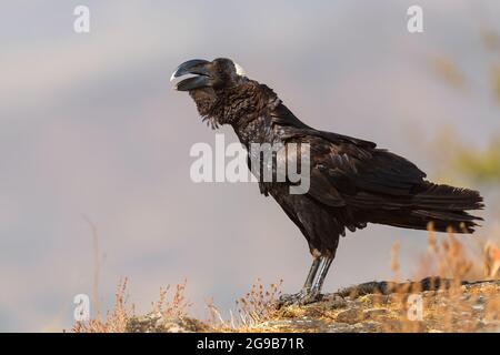 Corbeau à bec épais - Corvus crassirostris, grand oiseau noir endémique en Éthiopie, montagnes Simien. Banque D'Images
