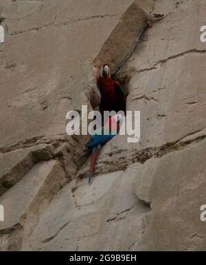 Gros plan de deux Macaw Scarlet (Ara macao) colorées nichant dans le trou de la face rocheuse de la falaise, Pampas del Yacuma, Bolivie. Banque D'Images