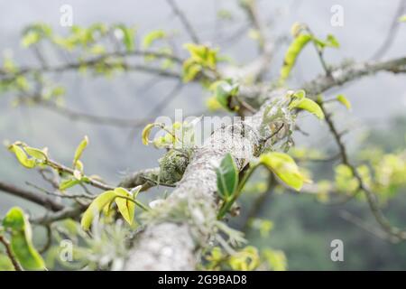 Écorce de l'arbre soursope (Annona muricata) avec de la mousse ou du lichen le long de ses branches. Culture du soursope en Colombie. Arbre fruitier malade. Banque D'Images