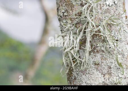 Écorce de l'arbre soursope (Annona muricata) avec de la mousse ou du lichen le long de ses branches. Culture du soursope en Colombie. Arbre fruitier malade. Banque D'Images