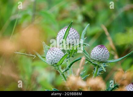 Une belle tête de graines de fleur de Thisle de Woolly (Cirsium eriophorum) Banque D'Images