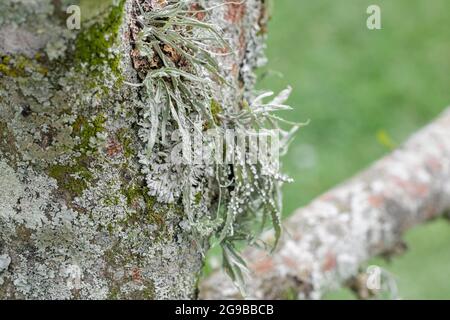 Écorce de l'arbre soursope (Annona muricata) avec de la mousse ou du lichen le long de ses branches. Culture du soursope en Colombie. Arbre fruitier malade. Banque D'Images