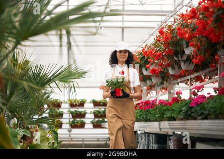 Ouvrier de serre attrayant en casquette blanche, tablier beige et gants noirs portant pot avec fleur rouge. Fleuriste féminin prenant soin de diverses plantes. Concept de jardinage. Banque D'Images