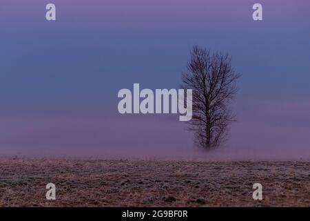 Un arbre isolé dans un champ stérile traverse le brouillard le long du chemin Ferndale le mercredi matin 18 mars 2020, dans le comté de Whatcom, Washington. Banque D'Images