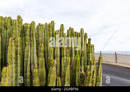 Vue sur la nature aride avec cactus au ciel bleu, Ténérife Banque D'Images