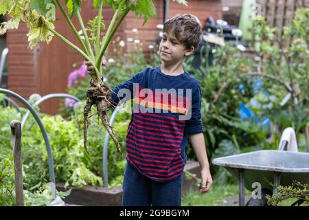 Jardinier âgé de 7 ans, aide à couper et à transporter les légumes récoltés d'un lotissement dans le sud-ouest de Londres, en Angleterre, au Royaume-Uni Banque D'Images