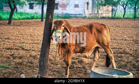 Taureau brun indien de race gir. Gros plan brun de taureau indien du RIF dans un champ avec matin brumeux d'hiver. Animaux de compagnie concept animal. Banque D'Images