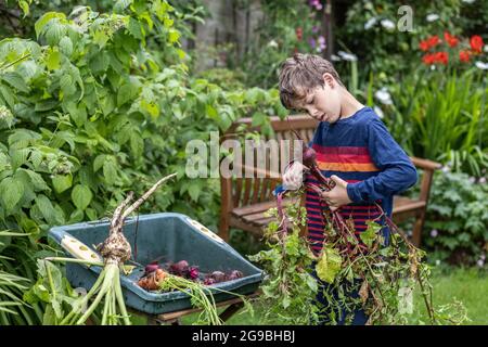 Jardinier âgé de 7 ans, aide à couper et à transporter les légumes récoltés d'un lotissement dans le sud-ouest de Londres, en Angleterre, au Royaume-Uni Banque D'Images