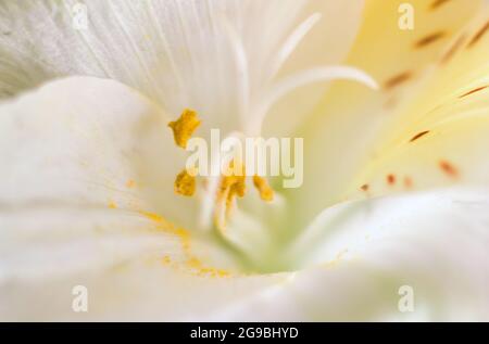 Lilium candidum, la Madonna lys fleur extrême macro gros plan montrant le motif coloré au centre avec des graines, ombre jaune et des points. La beauté dans la nature Banque D'Images