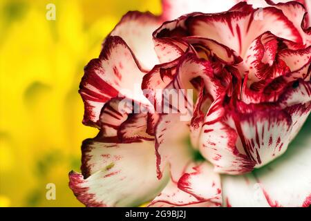 Photo macro extrême d'un motif coloré sur Clove rose nom scientifique Dianthus caryophyllus Caryophyllaceae . Fond floral ou papier peint Banque D'Images