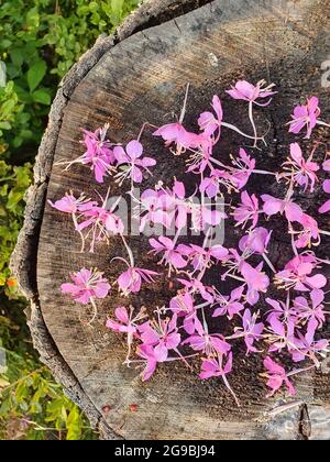 Les fleurs de l'usine de thé se trouvent sur une souche en bois. Des fleurs roses sont collectées pour une consommation future. Banque D'Images