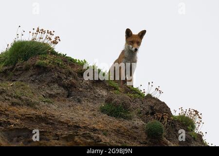 Fox-Vulpes rouge Vulpes. Uk Banque D'Images