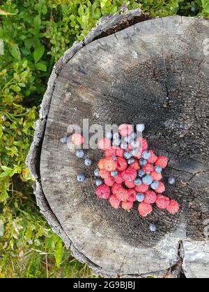 Baies de framboises et de bleuets sur une souche d'arbre dans la forêt Banque D'Images