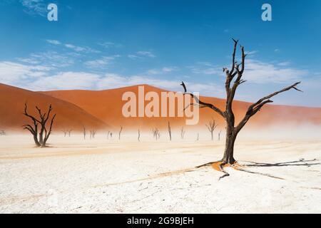 Arbres camelthorn morts contre des dunes de sable imposantes à Deadvlei dans le désert du Namib, parc national Namib-Naukluft, Namibie, Afrique. Banque D'Images