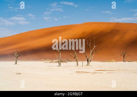 Arbres camelthorn morts contre des dunes de sable imposantes à Deadvlei dans le désert du Namib, parc national Namib-Naukluft, Namibie, Afrique. Banque D'Images