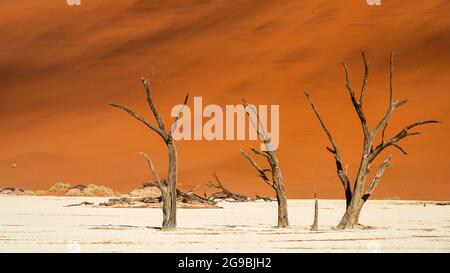 Arbres camelthorn morts contre des dunes de sable imposantes à Deadvlei dans le désert du Namib, parc national Namib-Naukluft, Namibie, Afrique. Banque D'Images