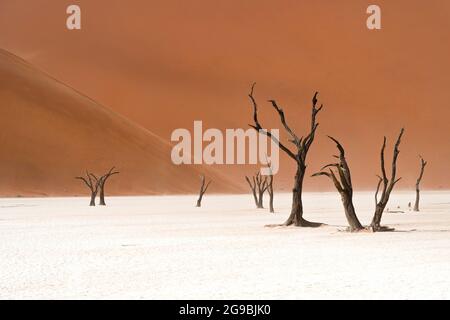 Arbres camelthorn morts contre des dunes de sable imposantes à Deadvlei dans le désert du Namib, parc national Namib-Naukluft, Namibie, Afrique. Banque D'Images