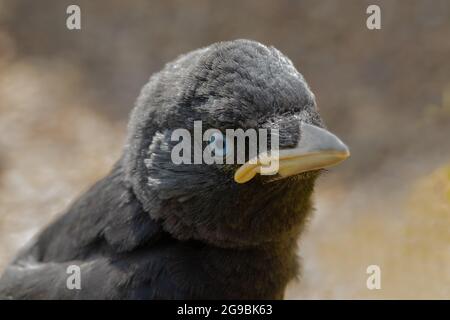 Jeune Jackdaw (Corvus monedula). Estimation de trois semaines de jeunes naissants. Tête, visage, traits du visage, détails. Bord de la bande charnue jaune ostentatoire à Banque D'Images