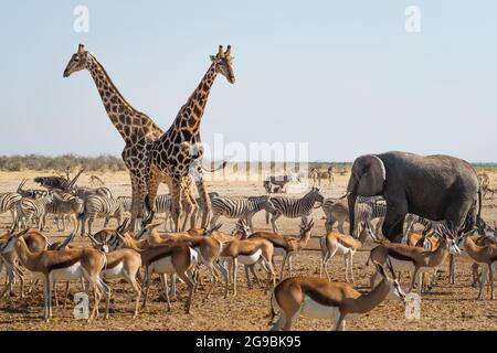 Les animaux sauvages se rassemblent autour d'un trou d'eau dans le parc national d'Etosha, dans le nord de la Namibie, en Afrique. Banque D'Images