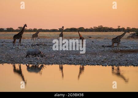 Un rhinocéros noir et un troupeau de girafes se rassemblent autour d'un trou d'eau au coucher du soleil dans le parc national d'Etosha, en Namibie, en Afrique. Banque D'Images