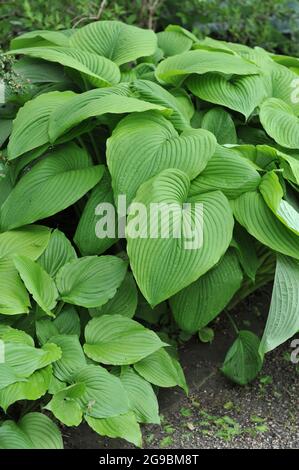 Les Acres verts géants de Hosta avec de grandes feuilles vertes poussent dans un jardin en juin Banque D'Images