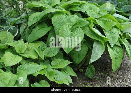 Les Acres verts géants de Hosta avec de grandes feuilles vertes poussent dans un jardin en juin Banque D'Images