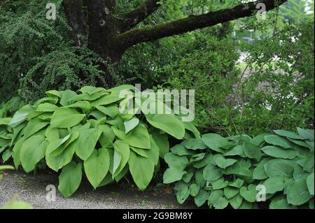 Les Acres verts géants de Hosta avec de grandes feuilles vertes poussent dans un jardin en juin Banque D'Images