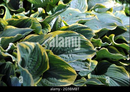 Le géant Hosta Sagae, avec de grandes feuilles de vert bleuâtre, pousse dans un jardin en mai Banque D'Images