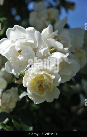 Rose Climber jaune à grandes fleurs (Rosa) la ville de York fleurit dans un jardin en juin Banque D'Images