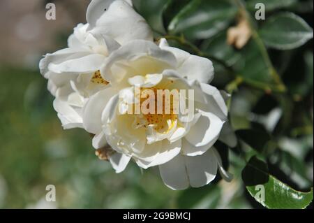 Rose Climber jaune à grandes fleurs (Rosa) la ville de York fleurit dans un jardin en juin Banque D'Images