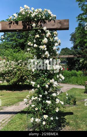 Rose Climber jaune à grandes fleurs (Rosa) la ville de York fleurit dans un jardin en juin Banque D'Images