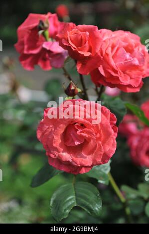 Rose grimpante orange-rouge à grandes fleurs (Rosa) Danny Boy fleurit dans un jardin en juin Banque D'Images