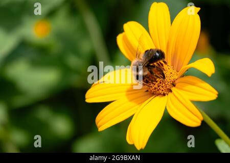 Une vue macro d'une belle abeille débarquée sur la fleur jaune dans le parc Banque D'Images