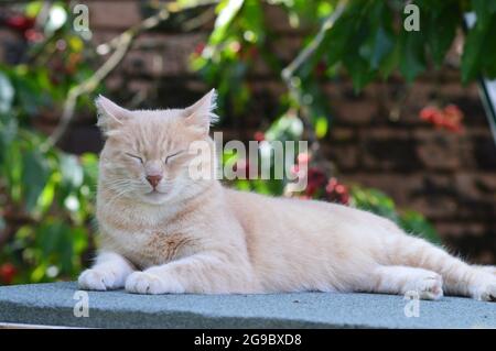 Joli chat de couleur crème se nappant dehors au soleil Banque D'Images