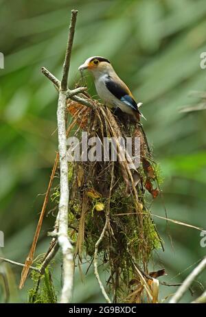 Broadbill argenté (Serilophus lunatus stolidus), bâtiment pour adultes, nid Kaeng Krachan NP, Thaïlande Mai Banque D'Images