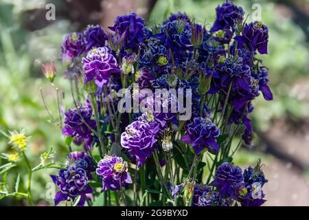 Nigella damascena plante florale au début de l'été avec différentes nuances de fleurs bleues sur petit arbuste vert, jardin ornemental Banque D'Images