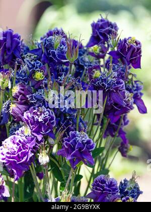 Nigella damascena plante florale au début de l'été avec différentes nuances de fleurs bleues sur petit arbuste vert, jardin ornemental Banque D'Images